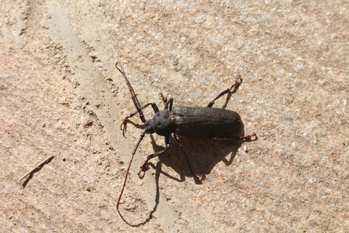 Prionotoma