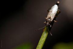 Nysius simulans