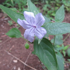 Ruellia prostrata
