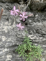 Silene fissipetala