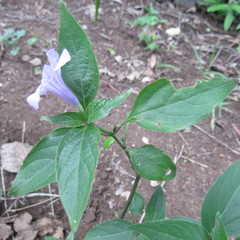Ruellia prostrata
