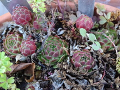 Sempervivum vicentei