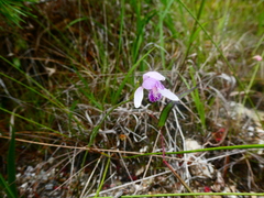 Pogonia japonica