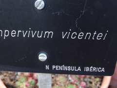 Sempervivum vicentei