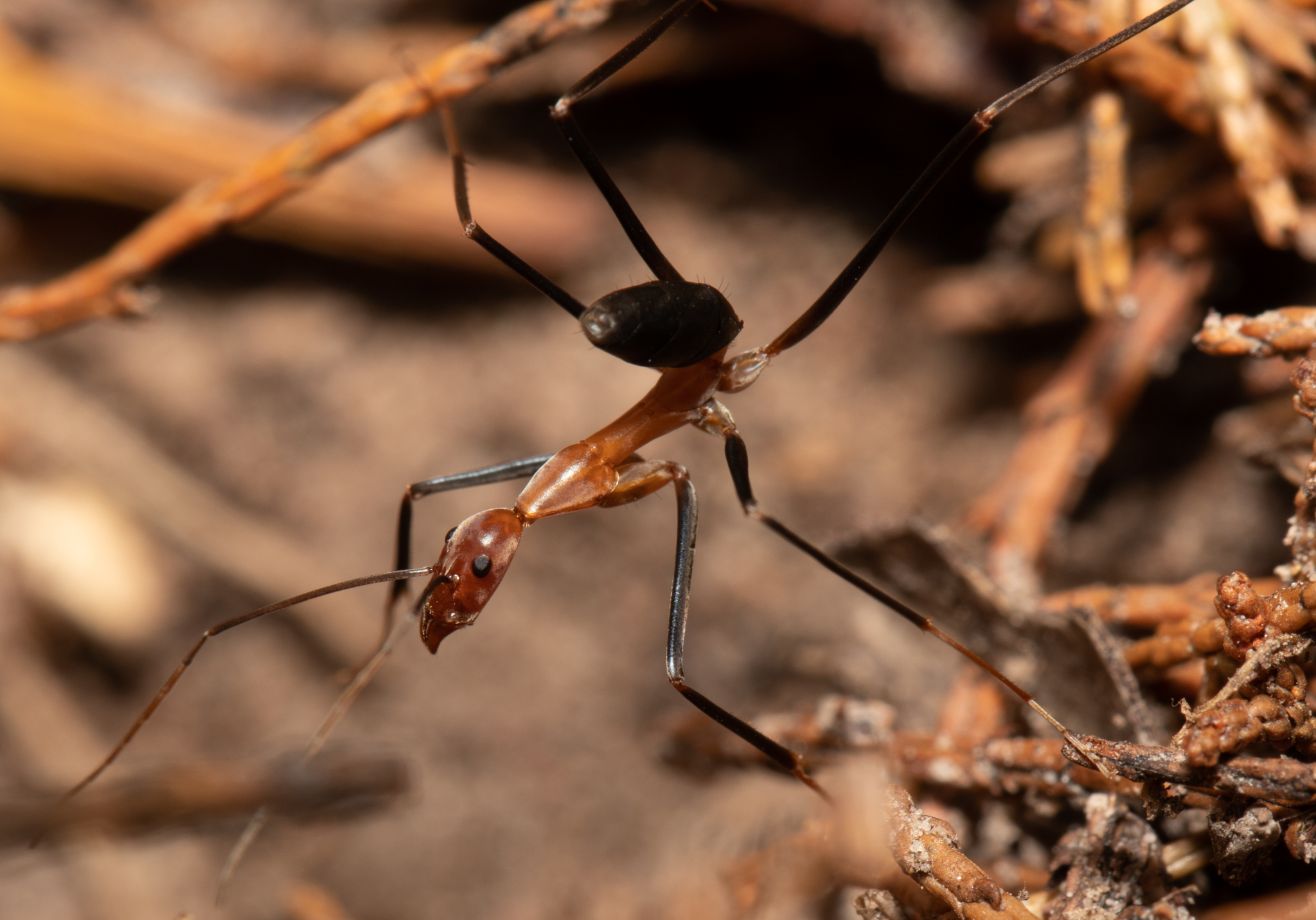 Leptomyrmex varians