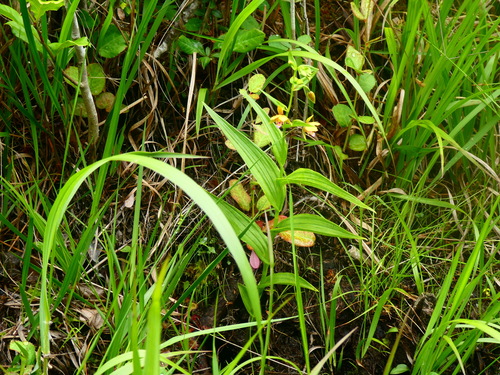 Image of Epipactis thunbergii by no rights reserved