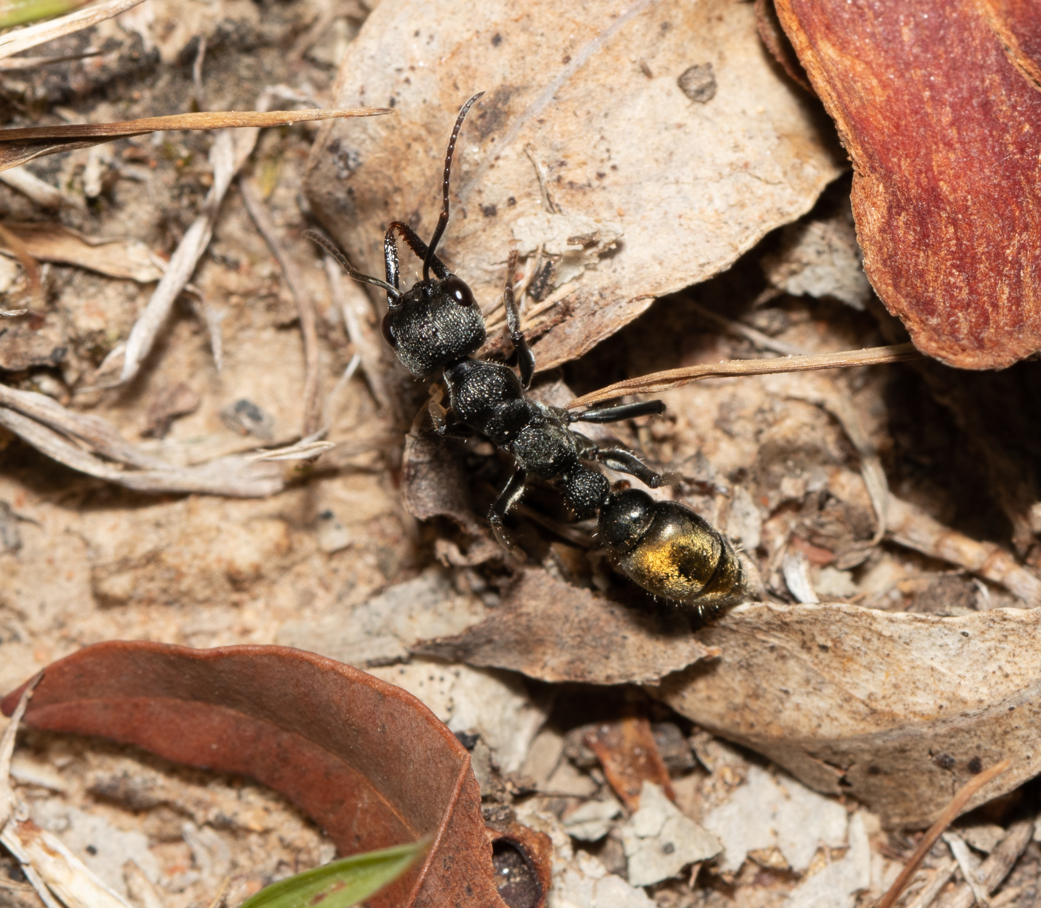 Myrmecia gilberti