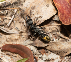 Myrmecia gilberti
