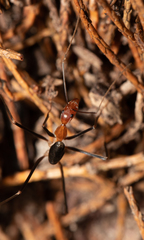 Leptomyrmex varians