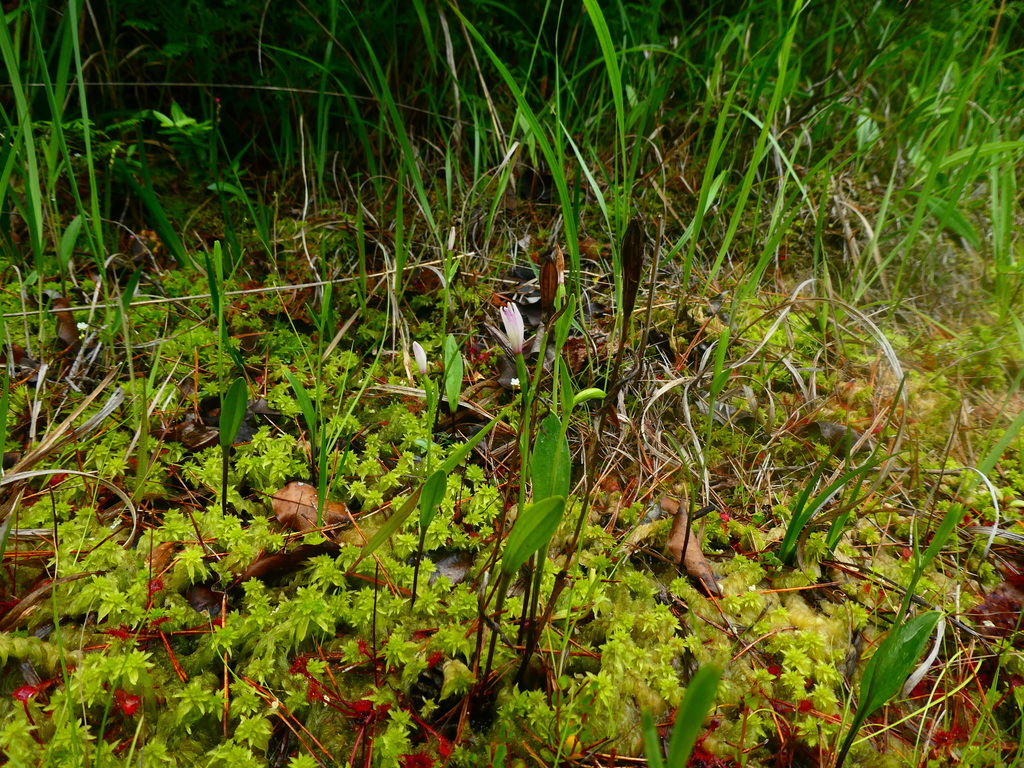 Pogonia minor
