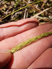 Carex corynoidea