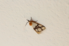 Anaphe panda