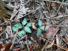 Goodyera schlechtendaliana