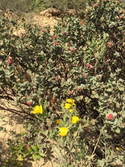 Arctostaphylos luciana