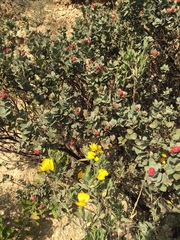Arctostaphylos luciana