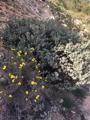 Arctostaphylos luciana