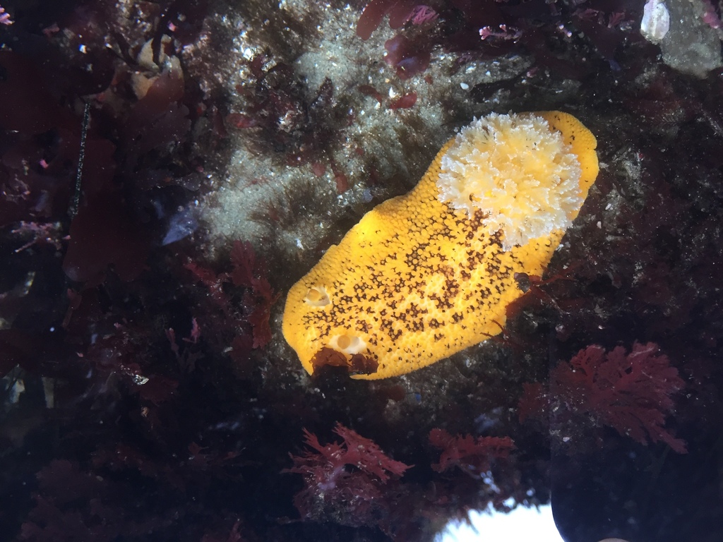 Noble Dorid