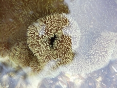 Stichodactyla