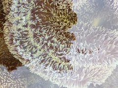 Stichodactyla