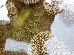 Stichodactyla