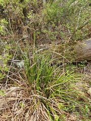 Carex corynoidea