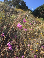 Clarkia bottae