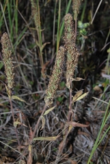 Veronica porphyriana