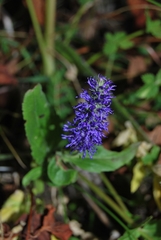 Veronica porphyriana
