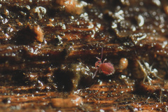 Caprainea marginata