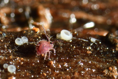 Caprainea marginata