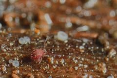 Caprainea marginata