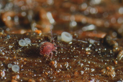Caprainea marginata
