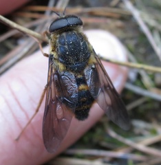 Scaptia lerda