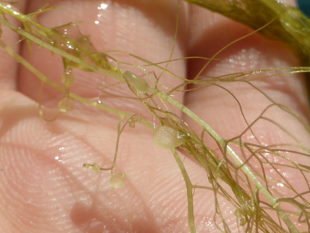Florida Yellow Bladderwort