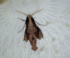 Callionima denticulata