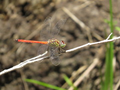 Lathrecista asiatica festa