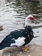 Cairina moschata domestica