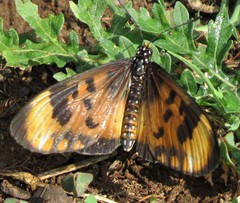 Acraea acara