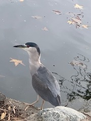 Nycticorax nycticorax