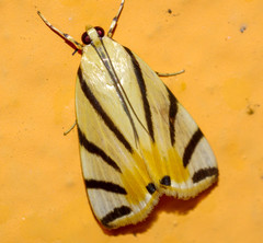 Dichogama prognealis