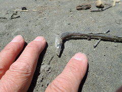 Gnathophis