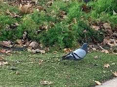 Columba livia domestica