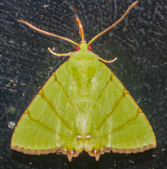 Eulepidotis viridissima