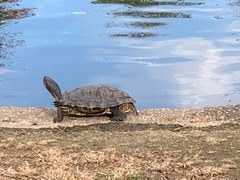 Trachemys scripta