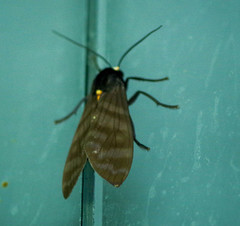 Pachydota