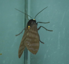 Pachydota