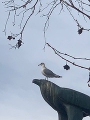 Larus