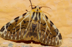 Hypercompe nemophila