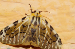 Hypercompe nemophila