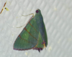 Eulepidotis viridissima